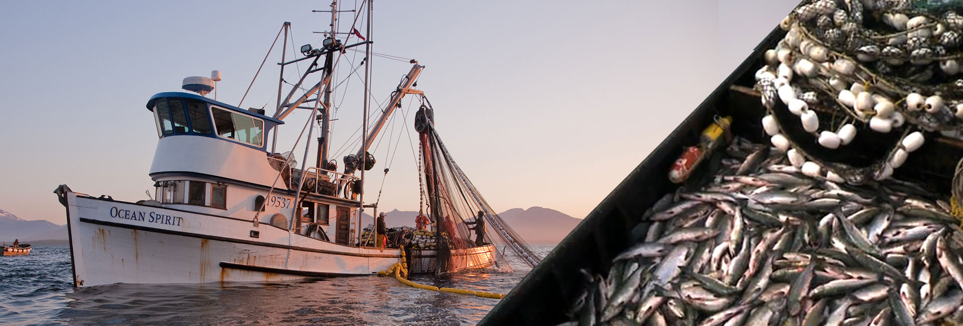 Ketchikan Commercial Seine Fishing: Sunset Catch