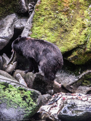 The bear necessities Ketchikan Alaska