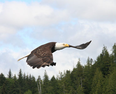 Southeast Alaska Eagles
