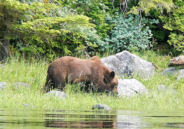 Brown bears of the southeast