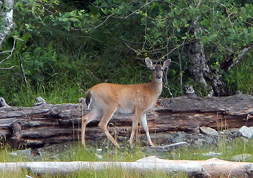 Sitka black-tailed deer in the woods