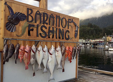 Alaska Fish Species: Salmon, Halibut, Cod, and Rockfish