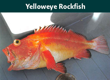 Alaska Yelloweye Rockfish
