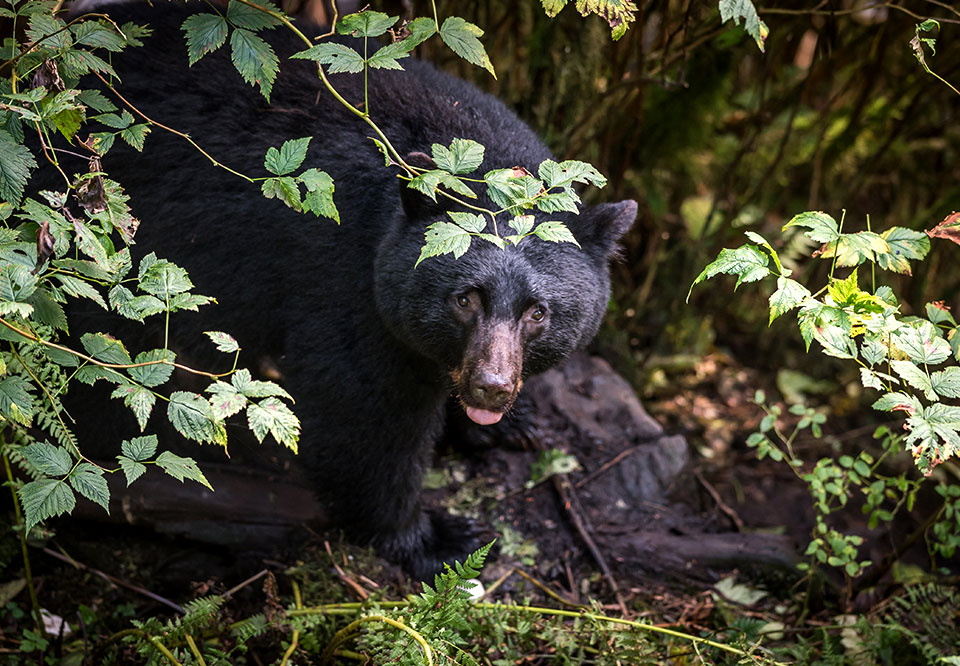 Ketchikan Alaska Blackbear in the berry bush