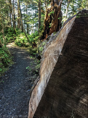 Coast Guard Beach Trail picture