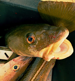 If the conditions are right. Try your hand at fishing for Blackcod