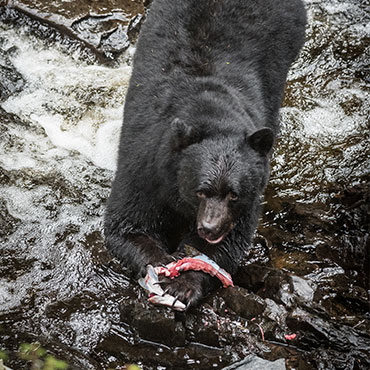 The black bears of Southeast Alaska