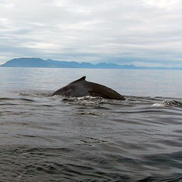 Humpback Whales of southeast Alaska