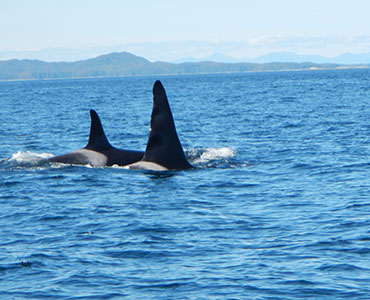 Orca dorsel fins swimming in Alaska