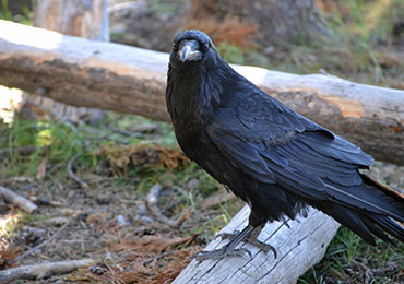 The Raven's of Southeast Alaska