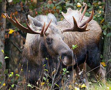 Massive Moose in the trees Alaska