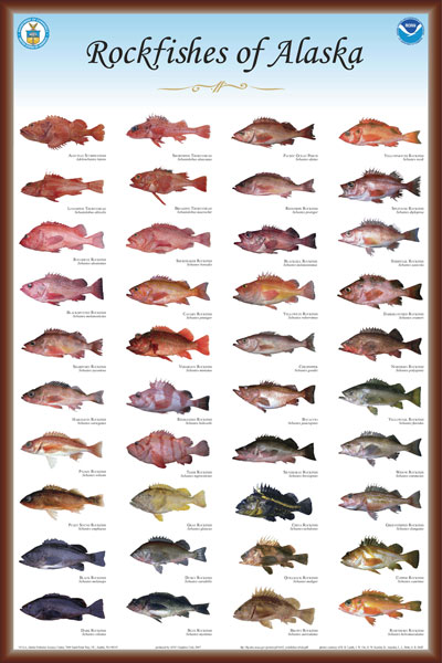 Fish of Alaska Species Identification Chart #16 (Freshwater & Saltwater)