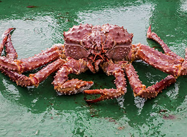 Alaska King Crab Species