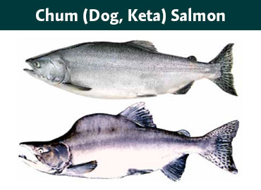Alaska Chum Salmon