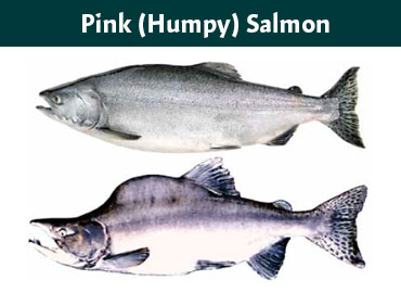 Alaska Pink Salmon