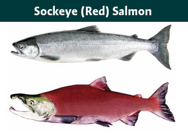 Alaska Sockeye Salmon