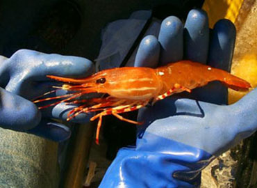 Alaska shrimp
