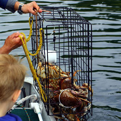 Alaska Dungenous Crab