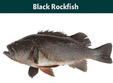 Alaska Black Rockfish