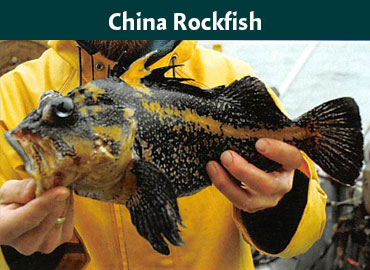 Alaska China Rockfish