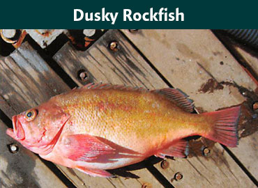 Alaska Dusky Rockfish