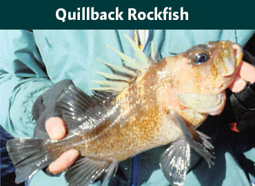 Alaska Quillback Rockfish
