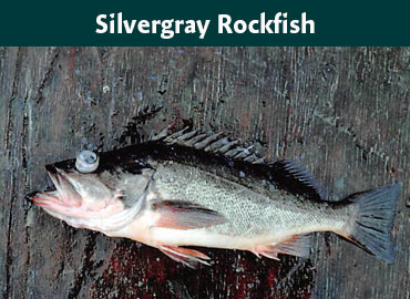 Alaska Silvergray Rockfish