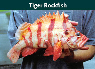 Alaska Tiger Rockfish