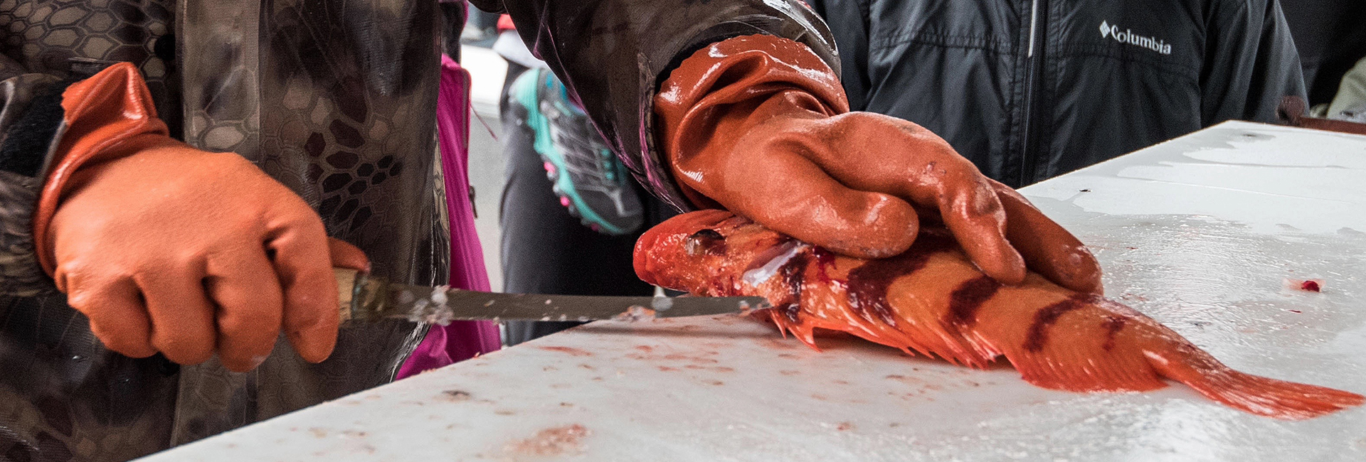 How to clean, bleed and cool your fresh Alaska fish