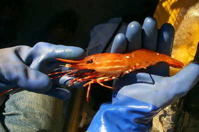 Alaska Spotted Shrimp